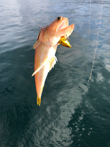 オキエソの釣果