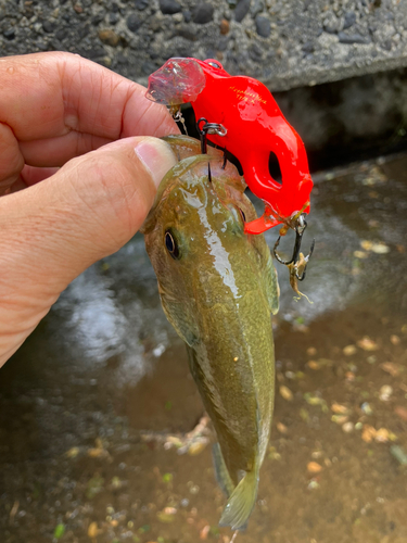 ラージマウスバスの釣果