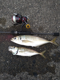 アジの釣果