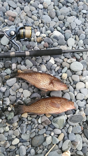 オオモンハタの釣果