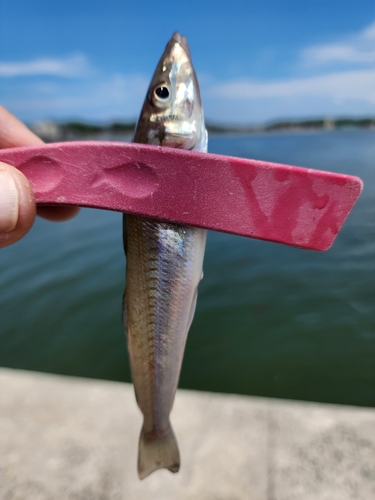 キスの釣果