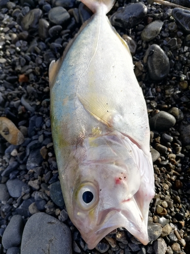 ショゴの釣果