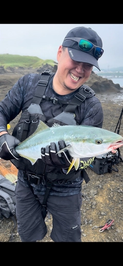 ハマチの釣果