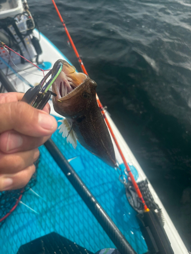 オキエソの釣果