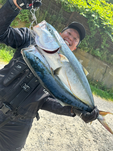 ワラサの釣果