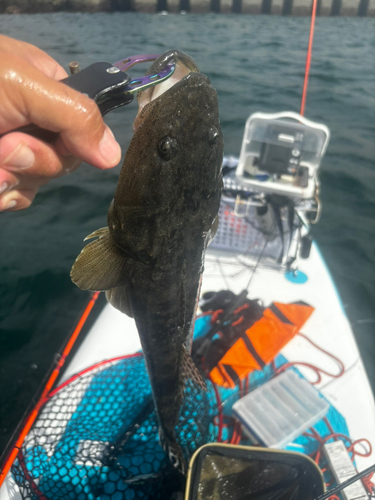 マゴチの釣果