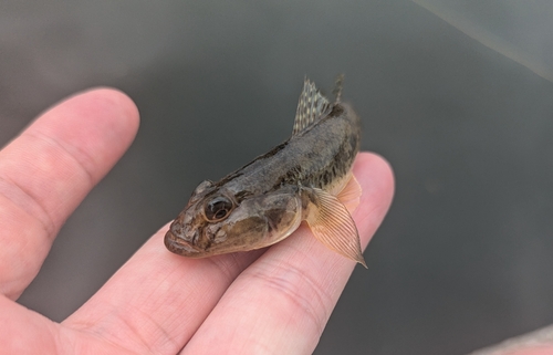 マハゼの釣果