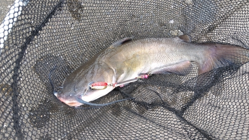 アメリカナマズの釣果