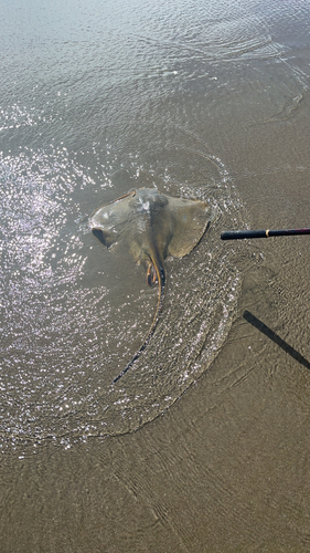 アカエイの釣果