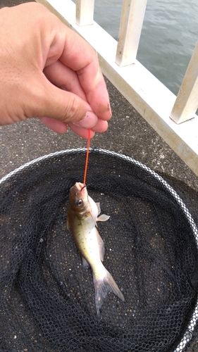 アメリカナマズの釣果