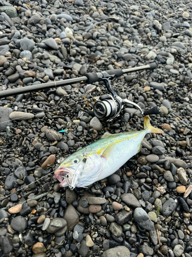 ワカシの釣果