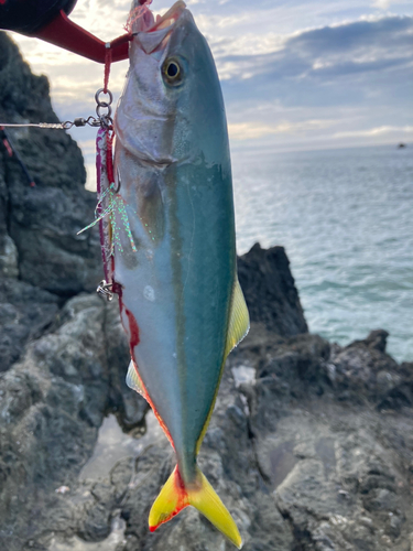 ブリの釣果