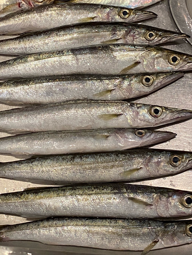 カマスの釣果