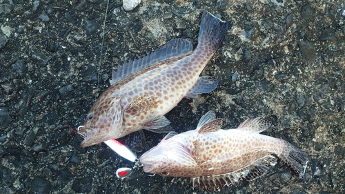 オオモンハタの釣果