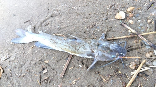 アメリカナマズの釣果