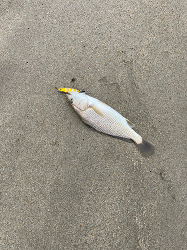 イシモチの釣果