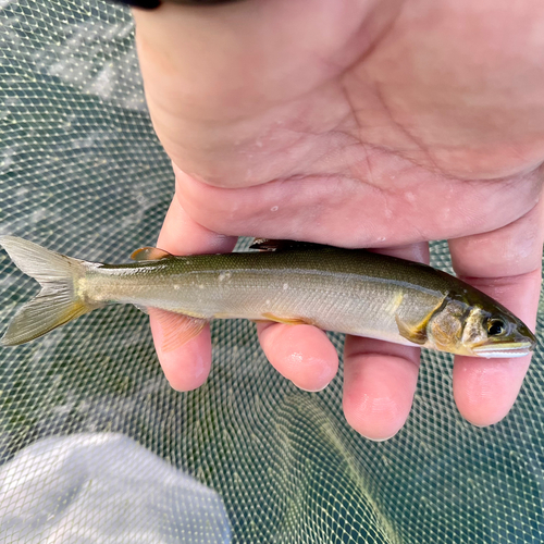 アユの釣果