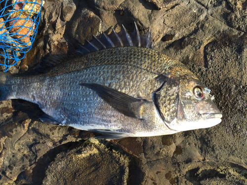 クロダイの釣果