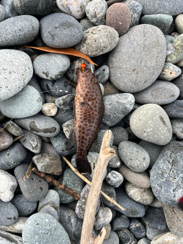 オオモンハタの釣果