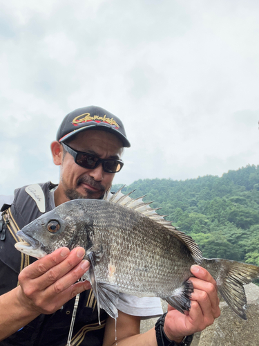 メジナの釣果