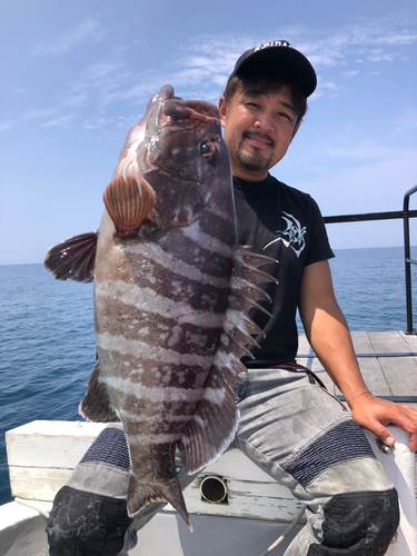 マハタの釣果