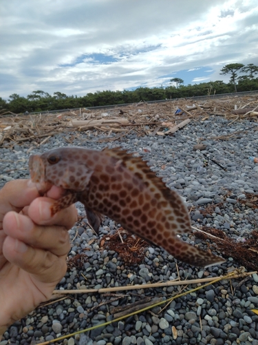 オオモンハタの釣果