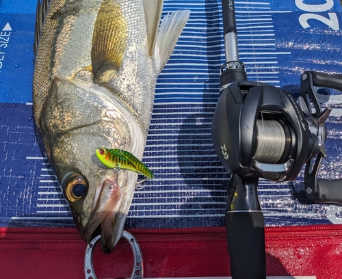 シーバスの釣果