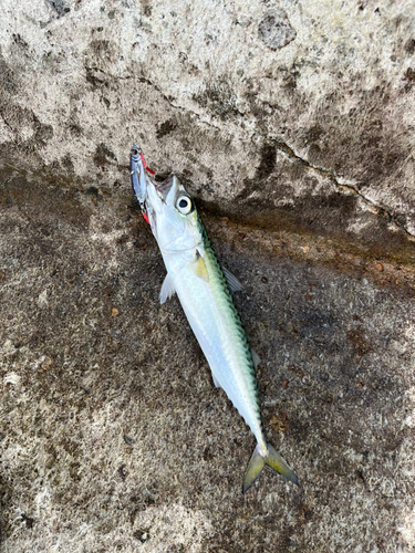 サバの釣果