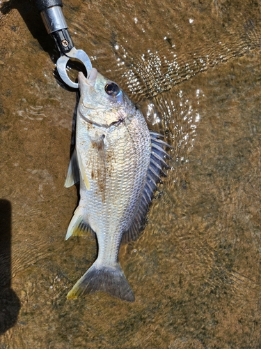 キビレの釣果