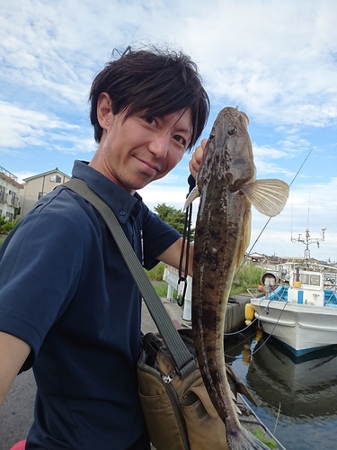 マゴチの釣果