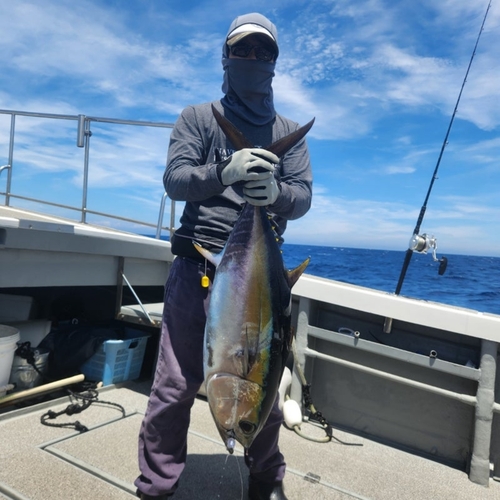 メバチマグロの釣果