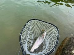 レインボートラウトの釣果