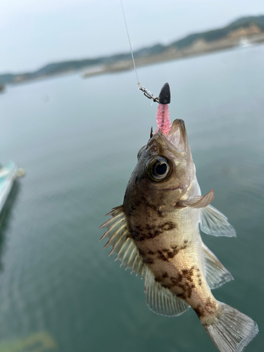 メバルの釣果