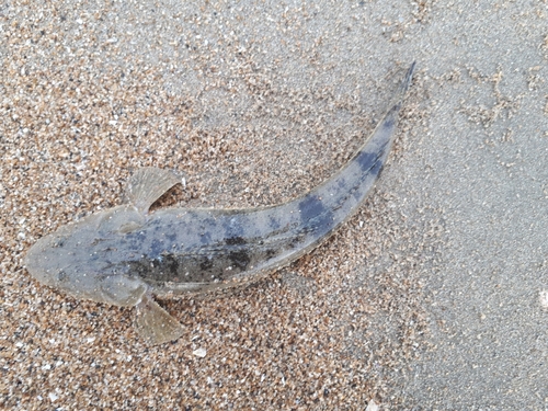 コチの釣果