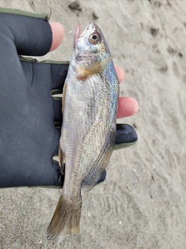 イシモチの釣果