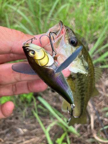 ラージマウスバスの釣果