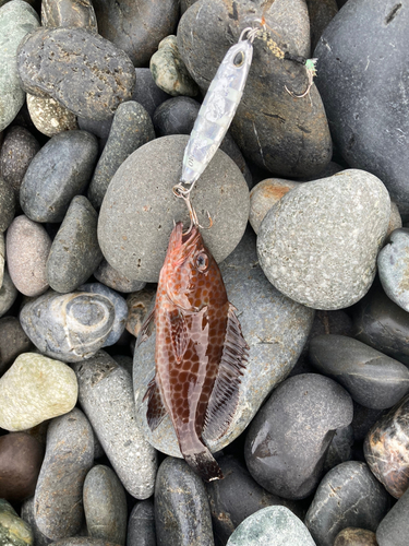 オオモンハタの釣果