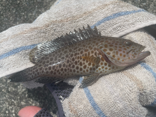 オオモンハタの釣果