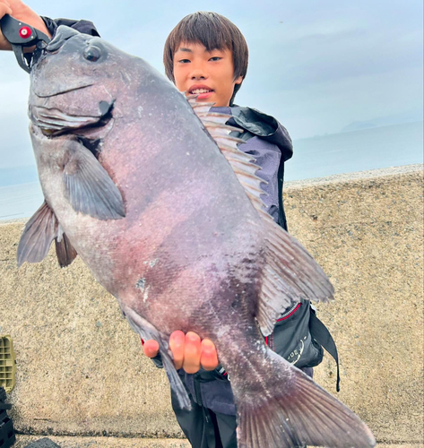 イシダイの釣果