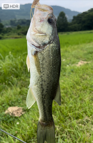 ブラックバスの釣果