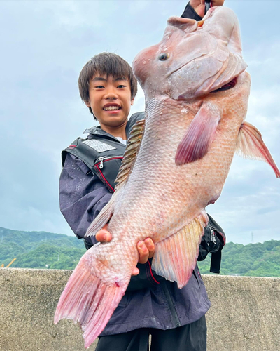 コブダイの釣果