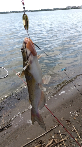 アメリカナマズの釣果