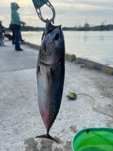 ソウダガツオの釣果