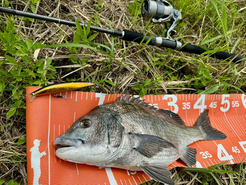 チヌの釣果