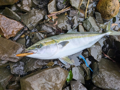 ブリの釣果