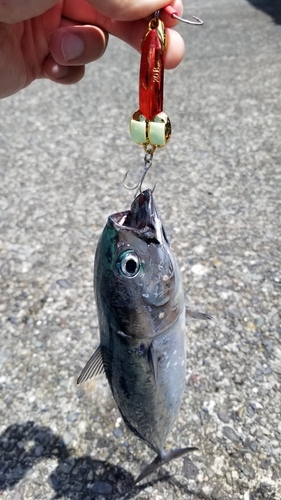 ソウダガツオの釣果