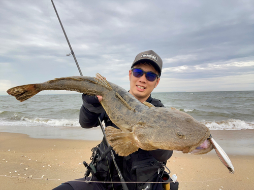 マゴチの釣果