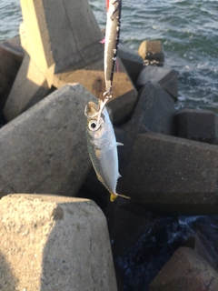 サバの釣果