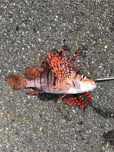 ハナミノカサゴの釣果