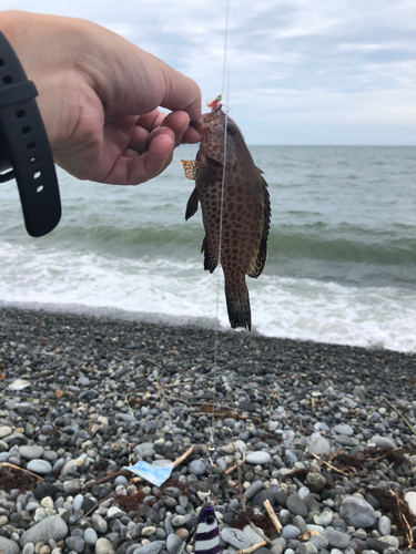 オオモンハタの釣果